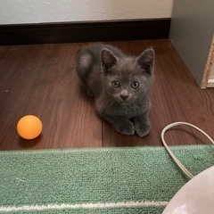 無邪気でかわいいいグレーの子猫
