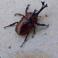 カブトムシ