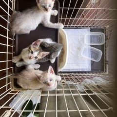 4匹里の親さまが見つかりました！有難う御座います🙇