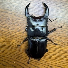 0円  オオクワガタ 能勢YG  飼育個体 1♂２♀
