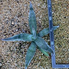 アガベ 4点セット