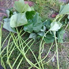 金時（さつま芋の苗）の画像