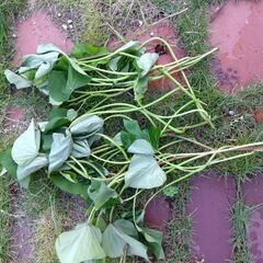 金時（さつま芋の苗）の画像