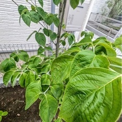 ハナミズキの樹木の画像