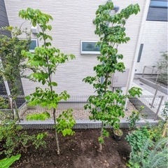 ハナミズキの樹木の画像