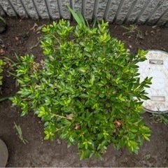 サツキ 2本の画像