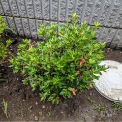 サツキ 2本の画像