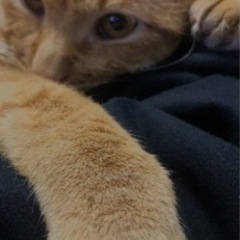 茶トラ