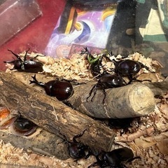 天然カブト虫好評に付き後少しになりました。
の画像