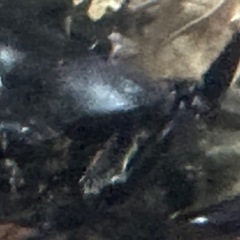 天然カブト虫好評に付き後少しになりました。
の画像