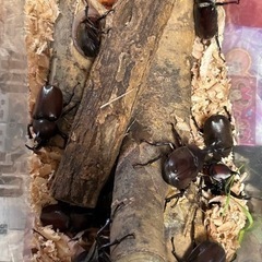 天然カブト虫好評に付き後少しになりました。
の画像