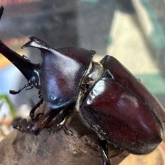 天然カブト虫好評に付き後少しになりました。
