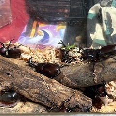 天然カブト虫好評に付き後少しになりました。
の画像