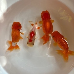 金魚
