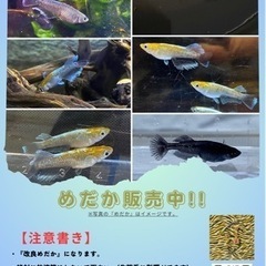 めだか無人販売所！七夕セール！！