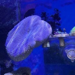 ソフトコーラル　ウミキノコフラグ付き