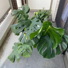 モンステラ　株分けして差し上げます