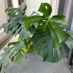 モンステラ　株分けして差し上げますの画像