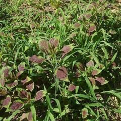 植物　鶏頭 ケイトウ ハゲイトウ