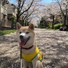 【急募】里親募集してます - 町田市
