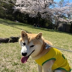 【急募】里親募集してます - 犬