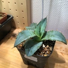 アガベ ブラックアンドブルー 実生（C）の画像