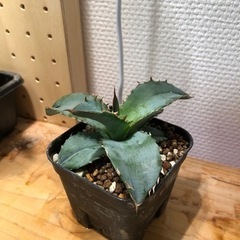 アガベ ブラックアンドブルー 実生（C）の画像