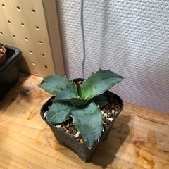 アガベ ブラックアンドブルー 実生（C）の画像