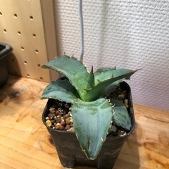 アガベ ブラックアンドブルー 実生（C）の画像