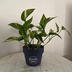 ポトス(観葉植物)売ります!!!