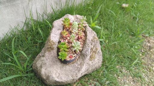 虹の玉(多肉植物)　石鉢