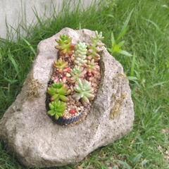 虹の玉(多肉植物)　石鉢