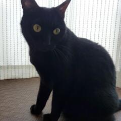 黒猫　3歳　メス　さいたま市