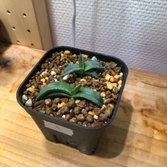 アガベ　ビクトリア レジーナ"笹の雪"（A）の画像