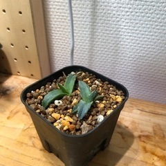 アガベ　ビクトリア レジーナ"笹の雪"（A）の画像