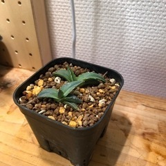 アガベ　ビクトリア レジーナ"笹の雪"（A）の画像