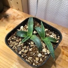 アガベ　ビクトリア レジーナ"笹の雪"（B）の画像