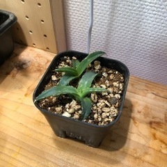 アガベ　ビクトリア レジーナ"笹の雪"（B）の画像