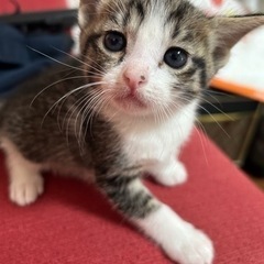 【お話中】6/7誕生　子猫メス1匹里親募集