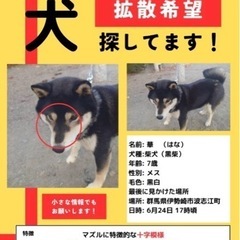 黒柴♀探してます‼️