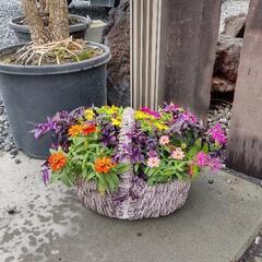 お花の寄せ植えワークショップ