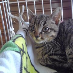 梅雨の晴れ間に保護した子猫です。
