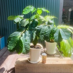 観葉植物 コーヒーの木