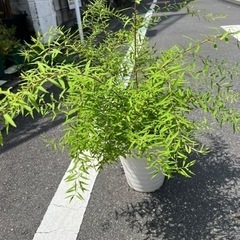 [植物売ります] ユキヤナギ オーレア