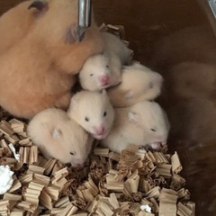 （7/21まで）キンクマの赤ちゃん　お譲りします⭐️