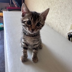ベンガル　子猫　二ヶ月