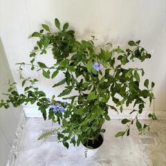 【💖Thankyou💖】暑さに強い🌿ルリマツリ/植物の画像