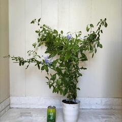 【💖Thankyou💖】暑さに強い🌿ルリマツリ/植物の画像