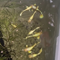 フルゴールドグッピー若魚1ペア＋稚魚5匹の画像