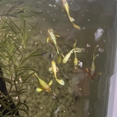 フルゴールドグッピー若魚1ペア＋稚魚5匹